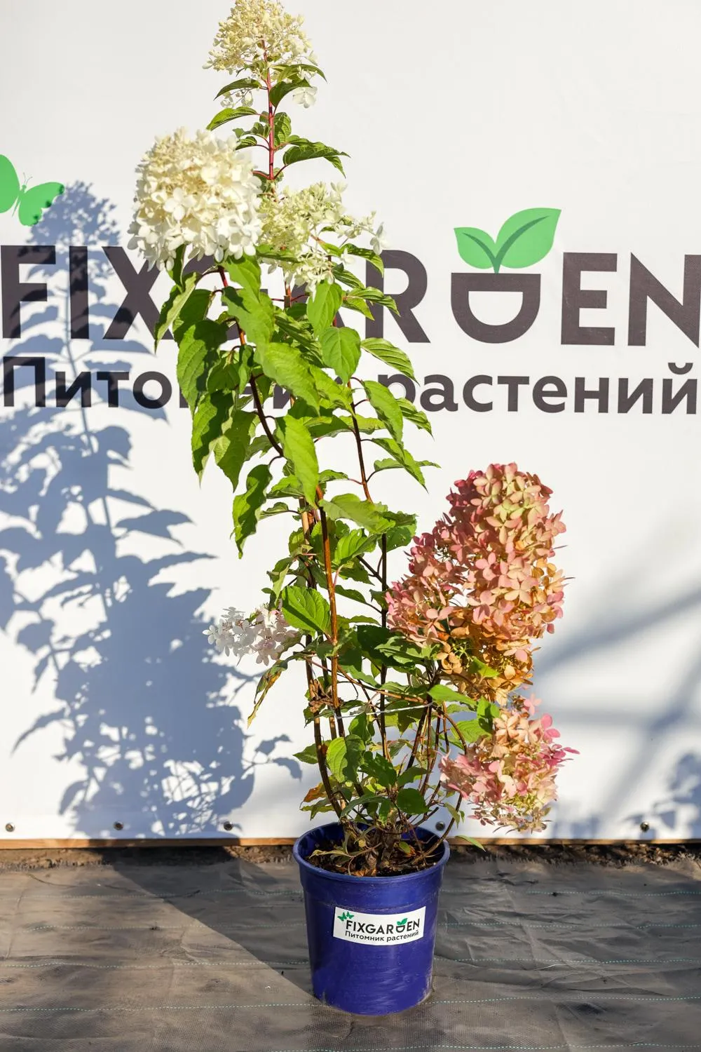 Гортензия метельчатая Фантом