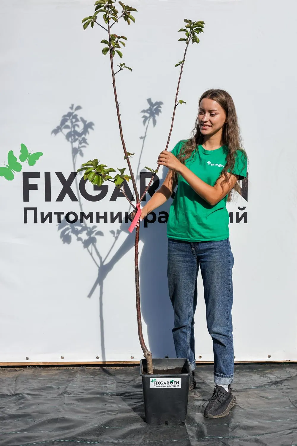 Вишня Черная Крупная