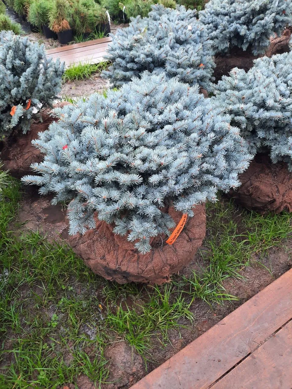 Ель колючая Глаука Глобоза