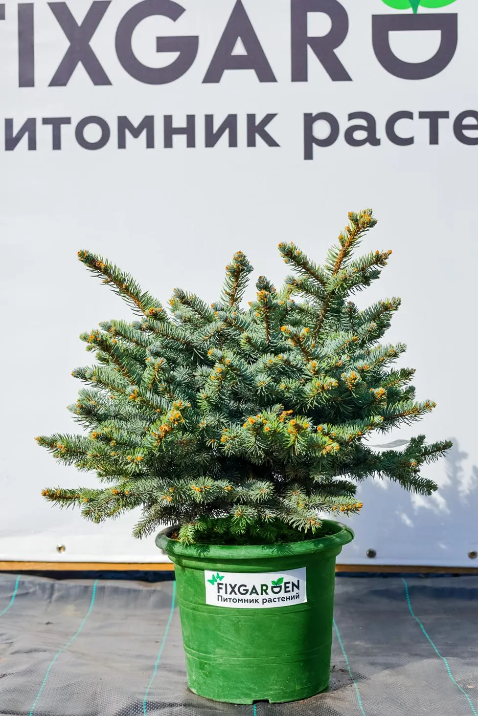 Ель колючая Глаука Глобоза