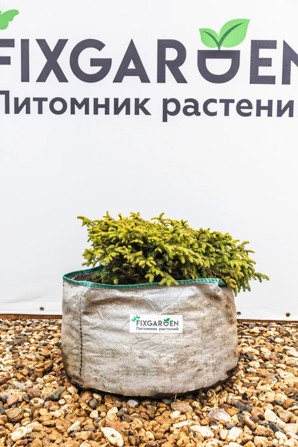 Ель обыкновенная Нидиформис