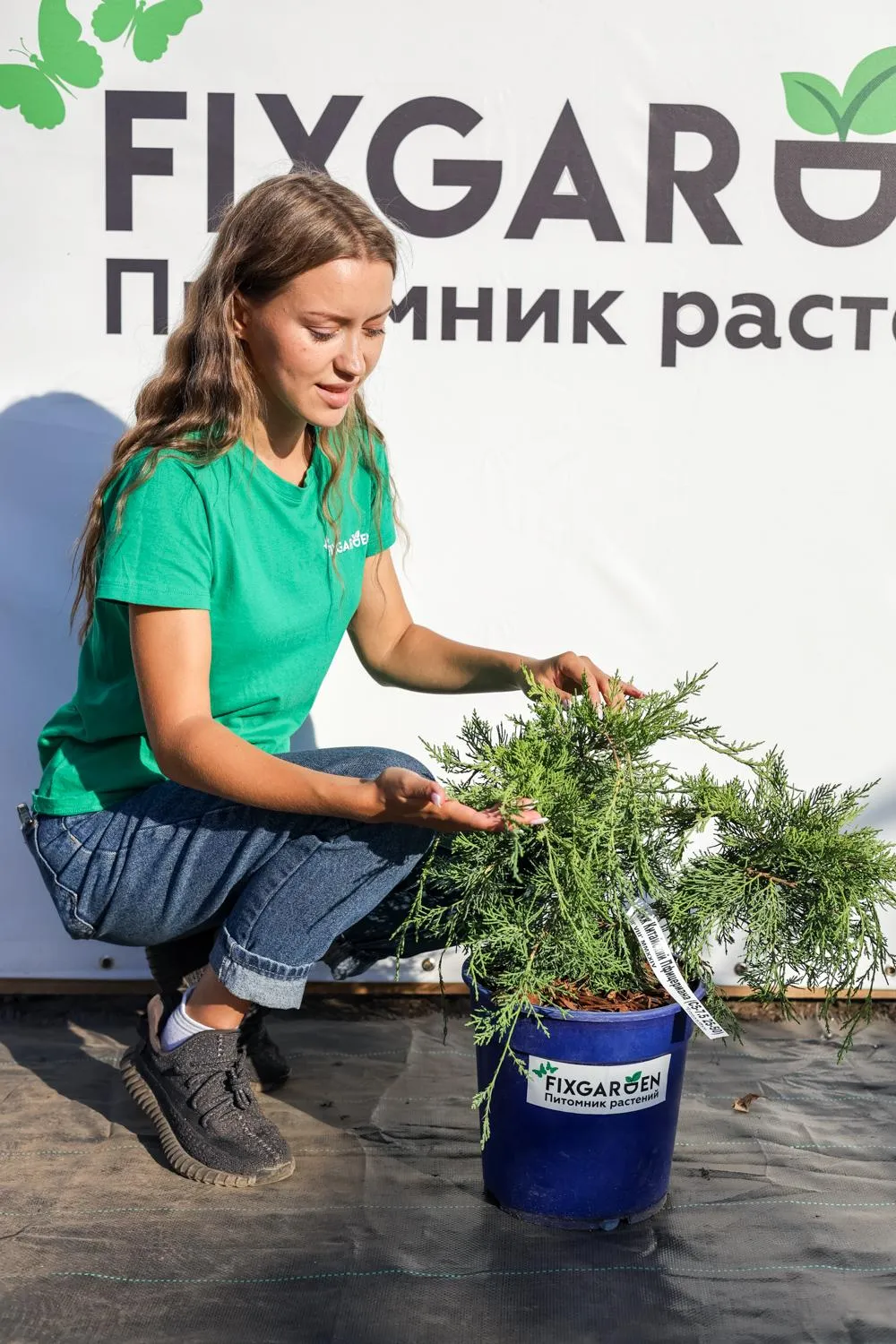 Можжевельник средний Пфицериана