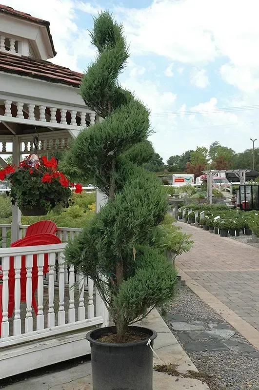 Можжевельник виргинский