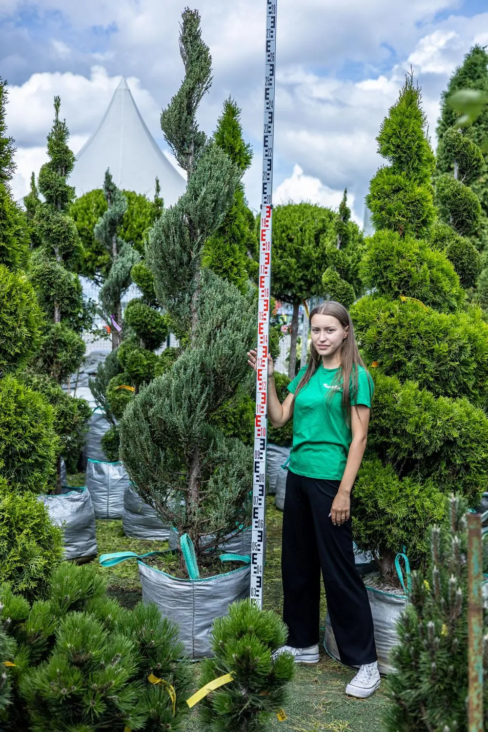 Можжевельник Скайрокет