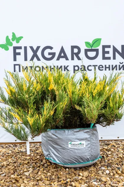 Можжевельник казацкий Вариегата