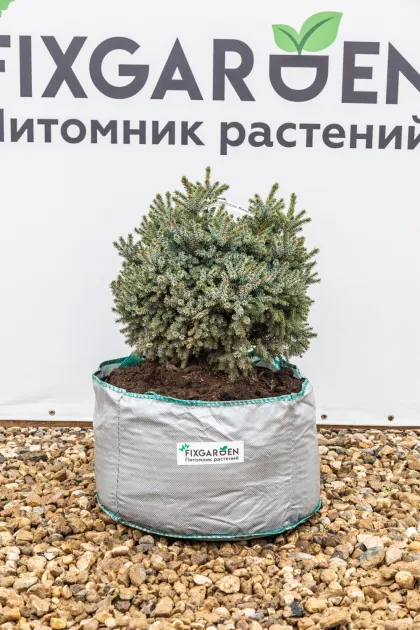 Ель сербская Нана