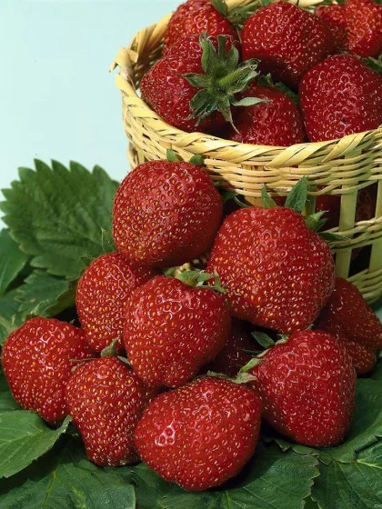 Земляника Корона