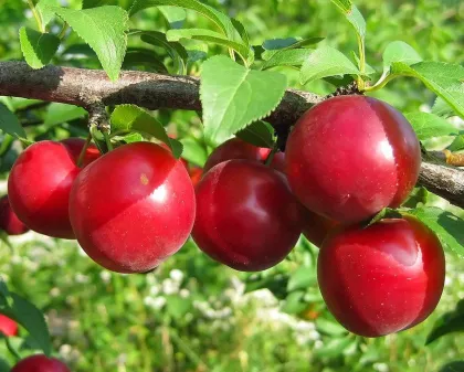 Слива Скороспелка (Prunus domestica "Skorospelka")