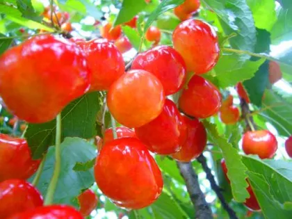 Черешня Зорька