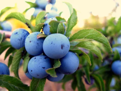 Тернослива Гордость Сибири (Prunus domestica "Gordost Sibiri")
