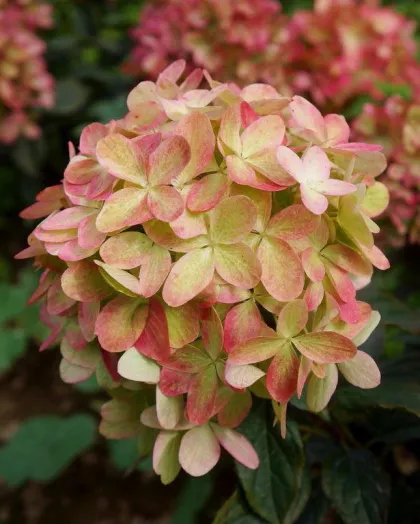 Гортензия метельчатая Граффити (Hydrangea paniculata "Graffiti")