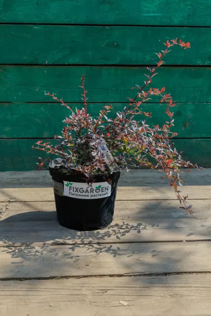 Барбарис Тунберга Ред Чиф (Berberis thunbergii "Red Chief")