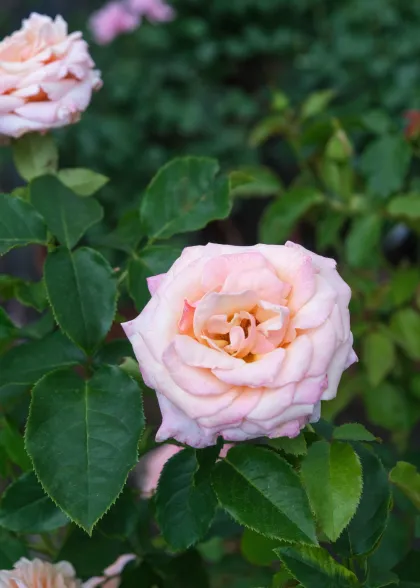 Роза чайно-гибридная Поль Рикар (Rosa hybrid-tea "Pascali")