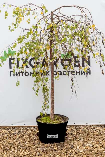 Берёза Юнги