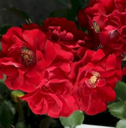 Роза шраб Ротер Корсар (Rosa shrub "Roter Korsar")