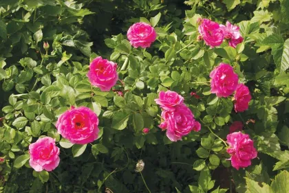 Роза канадская Parkland Морден Аморрет (Rosa canadian "Morden Amorette")