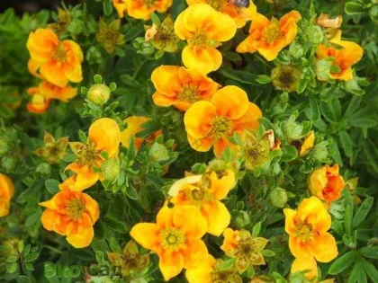 Лапчатка Манго Танго