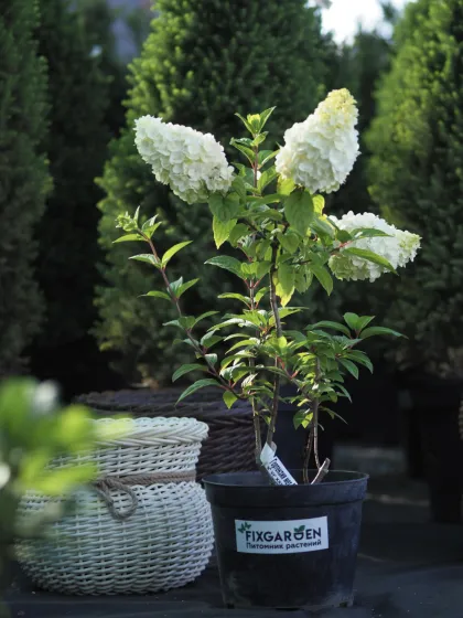 Гортензия метельчатая Меджикал Монт Бланк