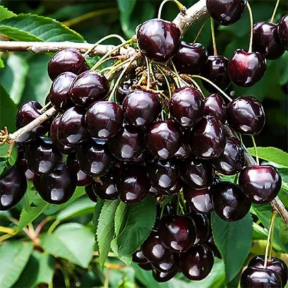 Вишня Черная Крупная (Prunus cerasus "Chernaya Krupnaya")