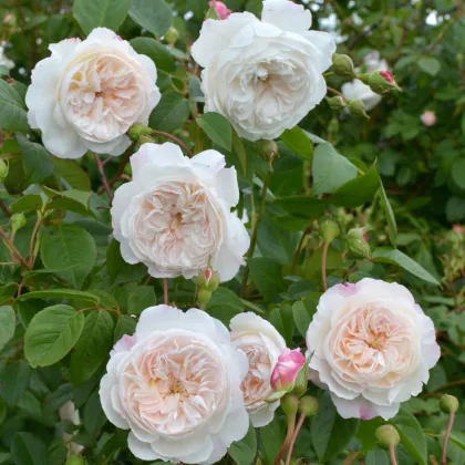 Роза плетистая Зе Олбрайтон Рамблер (Rosa climbing "The Albrighton Rambler")