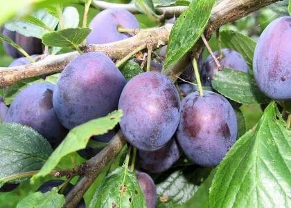 Слива Тульская чёрная