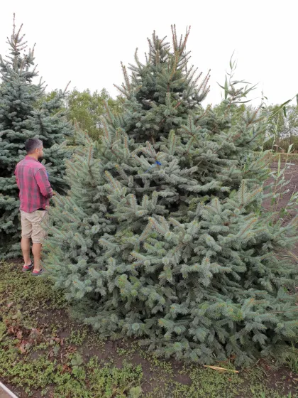 Ель колючая глаука (Picea pungens glauca)